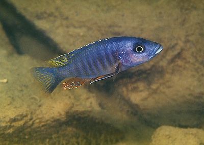 Stigmatochromis modestus 'Namalenje Island'
